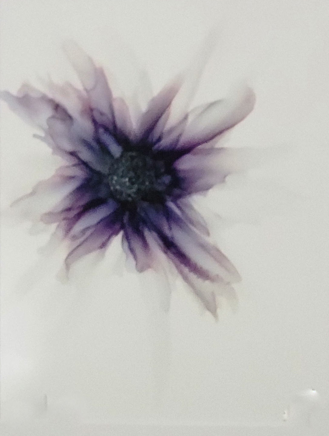 Abstract art purple wispy coneflower